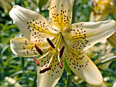 LILIUM HONEY BEAR