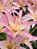 LILIUM PINK PIXIE