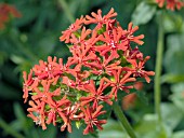 LYCHNIS CHALCEDONICA