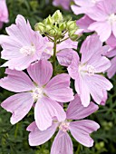 MALVA ALCEA FASTIGIATA