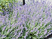 NEPETA WALKERS LOW