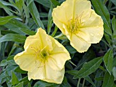 OENOTHERA MISSOURIENSIS