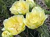 OPUNTIA HUMIFUSA