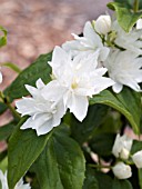 PHILADELPHUS MINIATURE SNOWFLAKE