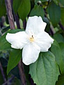 PHILADELPHUS VIRGINALIS NATCHEZ