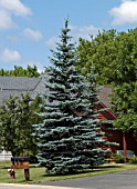 PICEA PUNGENS GLAUCA (COLORADO SPRUCE)