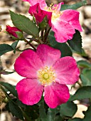 ROSA PRAIRIE FLOWER