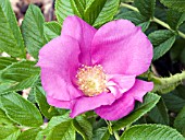 ROSA SCABROSA