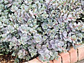 SEDUM BERTRAM ANDERSON