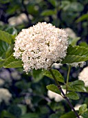 VIBURNUM DENTATUM CHICAGO LUSTRE