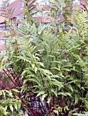 ATHYRIUM FELIX FEMINA LADY IN RED