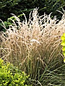 CALAMAGROSTIS ACUTIFLORA AVALANCHE