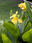 CANNA TROPICAL YELLOW