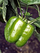 CAPSICUM ANNUUM GUSTO BELL PEPPER