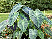 COLOCASIA ESCULENTA BLACK MAGIC