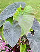 COLOCASIA ESCULENTA ILLUSTRIS