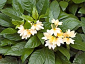 CROSSANDRA INFUNDIBULIFORMIS TROPICAL YELLOW SPLASH