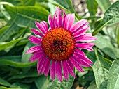 ECHINACEA GREEN EYES