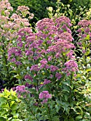 EUPATORIUM LITTLE JOE