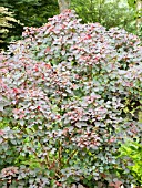 EUPHORBIA COTINIFOLIA