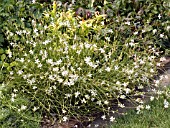 GAURA LINDHEIMERI