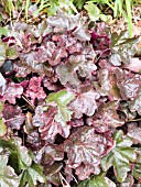 HEUCHERA OBSIDIAN