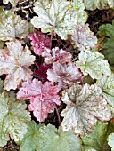 HEUCHERA SPARKLING BURGUNDY