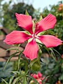 HIBISCUS COCCINEUS