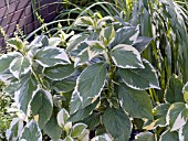 HYDRANGEA MACROPHYLLA LEMON WAVE