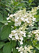 HYDRANGEA PANICULATA TARDIVA