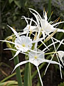 HYMENOCALLIS OCCIDENTALIS (SPIDER LILY)