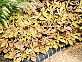 IPOMOEA SWEET CAROLINE BRONZE