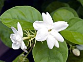 JASMINUM SAMBAC