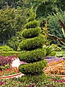 JUNIPERUS SPIRAL TOPIARY