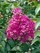 LAGERSTROEMIA TONTO
