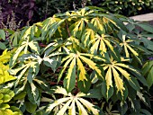 MANIHOT ESCULENTA VARIEGATA (BITTER CASSAVA)