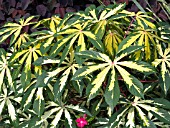 MANIHOT ESCULENTA VARIEGATA (BITTER CASSAVA)