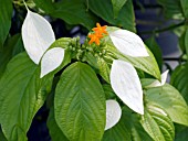 MUSSAENDA FRONDOSA (FLAG BUSH)