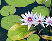 NYMPHAEA WOODS BLUE GODDESS