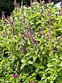 OCIMUM BASILICUM CINNAMON