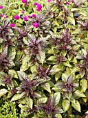 OCIMUM BASILICUM RED RUBIN