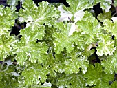 PELARGONIUM CHARMAY SNOW FLURRY SCENTED (GERANIUM)