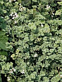 PELARGONIUM NUTMEG SCENTED  (GERANIUM)