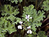 PELARGONIUM OLD SPICE SCENTED (GERANIUM)