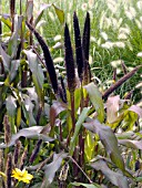 PENNISETUM GLAUCUM JESTER