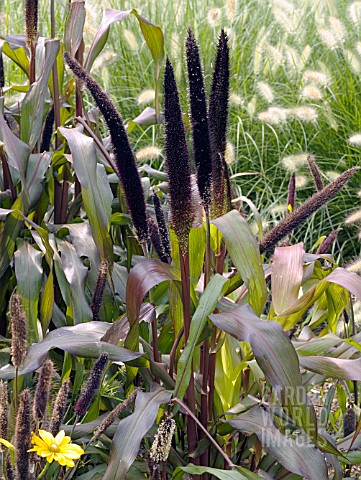 PENNISETUM_GLAUCUM_JESTER