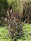 PENNISETUM GLAUCUM PURPLE MAJESTY