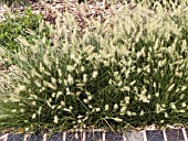 PENNISETUM LITTLE BUNNY