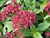 PENTAS LANCEOLATA KALEIDOSCOPE DEEP RED