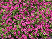 PETUNIA SUPERTUNIA VISTA FUCHSIA